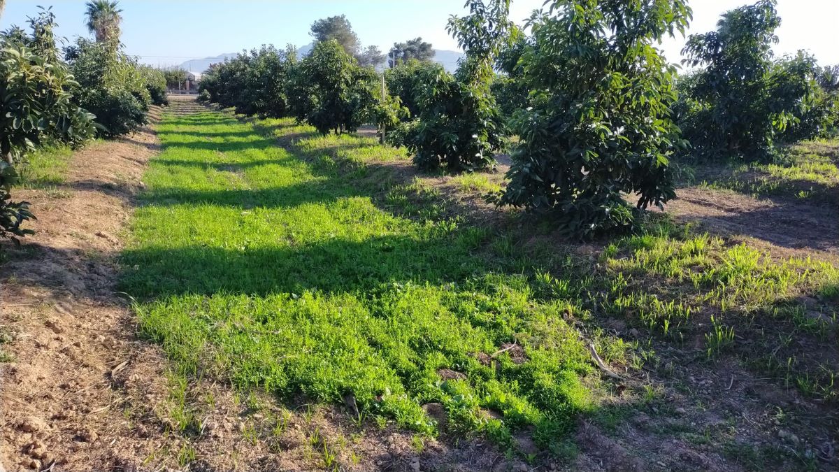 Polinización aguacate b